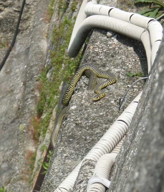 Biacchi spericolati...: da brivido!